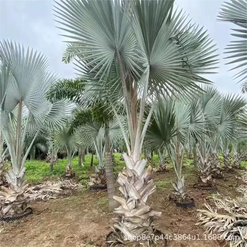 Повелитель Браун Бисмарк Браун Оптовая Высота стержня 1-4 м