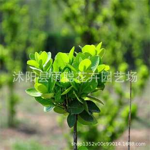 ���羳��؛�������lì����ͥԺ�е��@�־G��ɫ�K�G�h�ļ���������