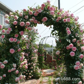 盆栽;种子;园林果树