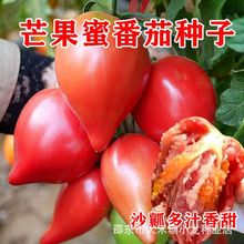 超甜芒果蜜番茄种子春秋季播水果蔬菜籽盆栽果味沙瓤老西红柿种子