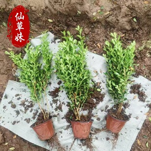 �S��������S�� ���ܻ��ع��� �G��ɫ�K�����^�~��ľ�����S��С��