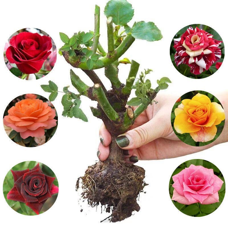 Grafted Multi-Color Rose Seedlings Potted Plants Bloom in All Seasons, Large Flowers and Strong Fragrance, Indoor and Outdoor Florals and Green Plants, Rose Seedlings