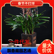 特大颗 墨兰兰花盆栽 金边金华山 报岁兰花卉客厅阳台宽叶