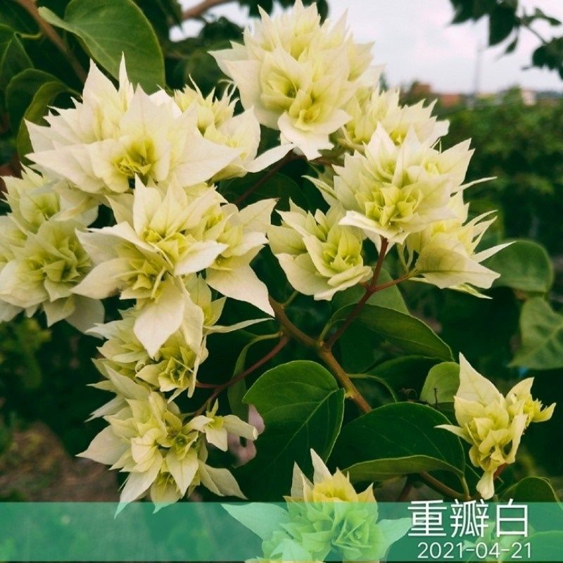Qinhuahibiscus 老根耐寒性つる植物八重咲き四季開花鉢植え中庭観賞花バルコニー|undefined