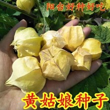 【跨境供货】东北姑娘果新鲜姑娘果甜菇娘灯笼果大果甜菇娘种子