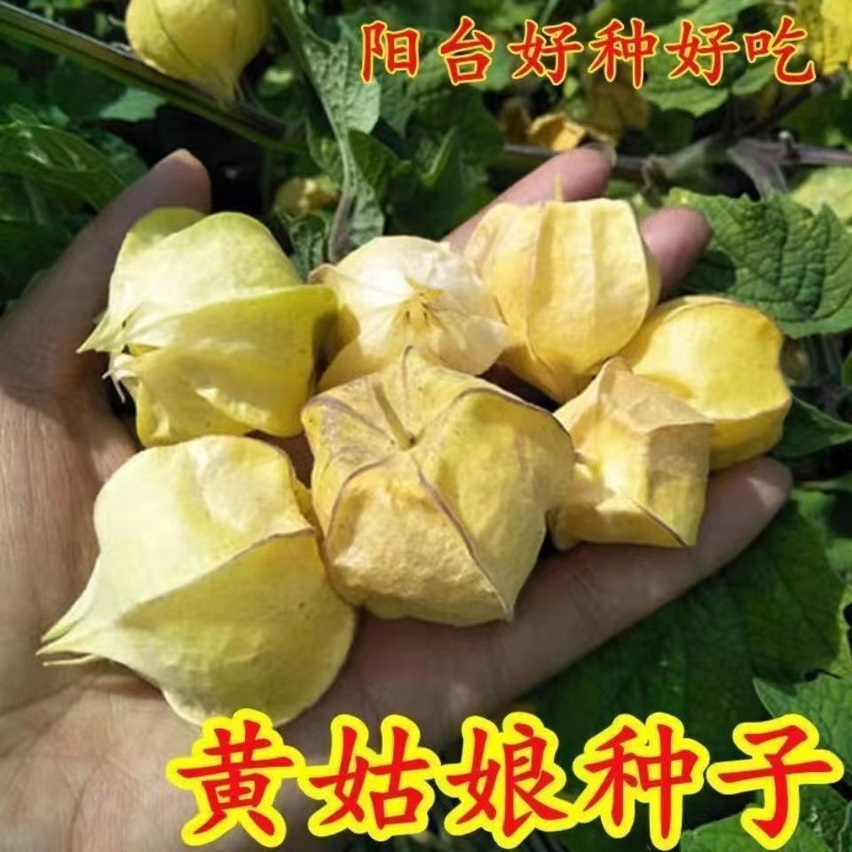 【跨境供货】东北姑娘果新鲜姑娘果甜菇娘灯笼果大果甜菇娘种子