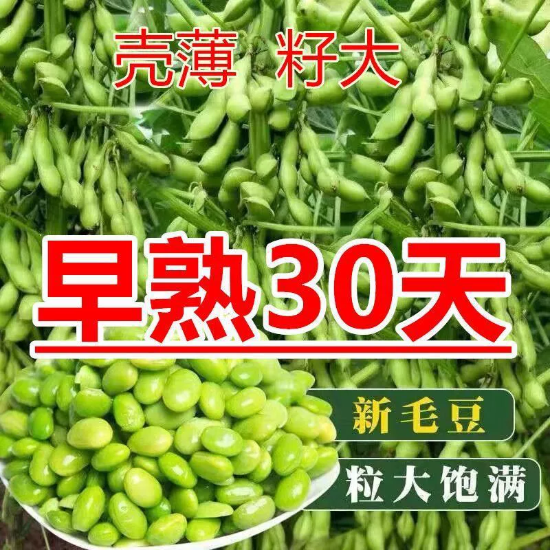 45-дневные семена раннеспелого эдамаме, мягкие и ароматные, засухоустойчивые, устойчивые к болезням, зеленогранные, без ГМО, высоковысокопродуктивные 0kg семян сои