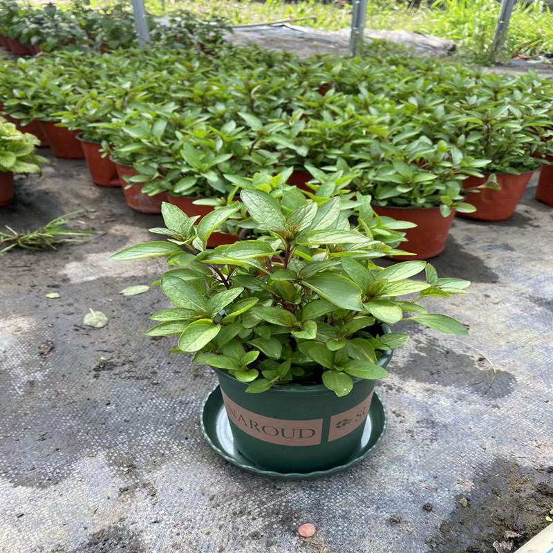 Planta de menta fresca comestible hoja de menta planta de jardín interior mosquitos repelente plantas de menta para gatos flores verdes