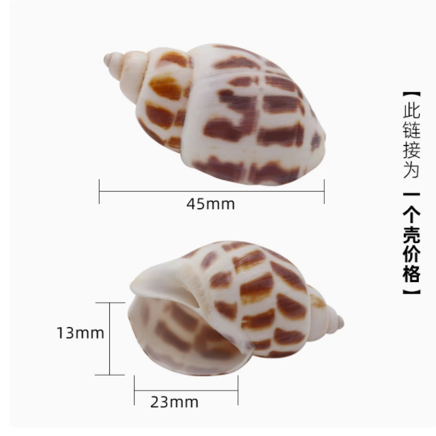 寄居蟹替换壳~房子大号小号天然贝壳海螺壳摆件装饰鱼缸造景备用|undefined