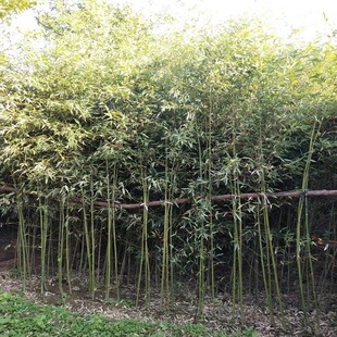 Large and Small Bamboo Wholesale Greening Bamboo Light Bamboo Moso Bamboo Taishan Green Bamboo