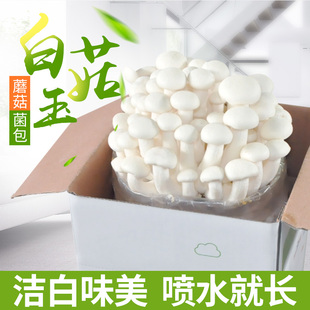 Yue Mushroom Girl White Jade Mushroom Strain Mushroom Packs Mushroom Sticks Seafood Mushrooms Edible Mushrooms Home Mushroom Growing Mushrooms