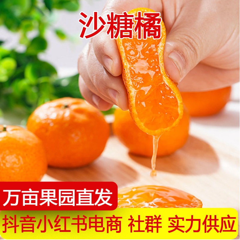 广西砂糖橘蜜广沙糖桔小蜜橘子酸甜蜜柑汁金秋砂糖桔新鲜水果代发