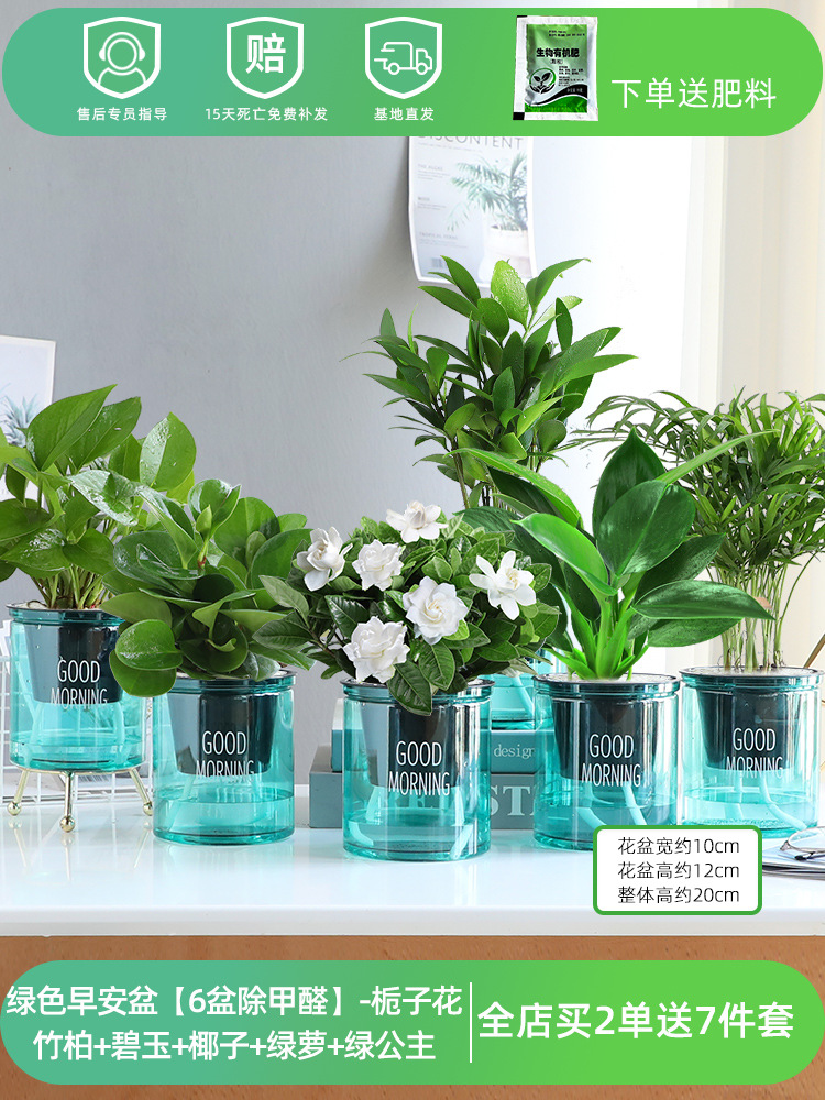 [포름알데히드 제거용 녹색 화분 6개] 치자나무 + 대나무와 편백나무 + 벽옥 + 코코넛 + 포토스 + 그린 프린세스 (무료 비료)