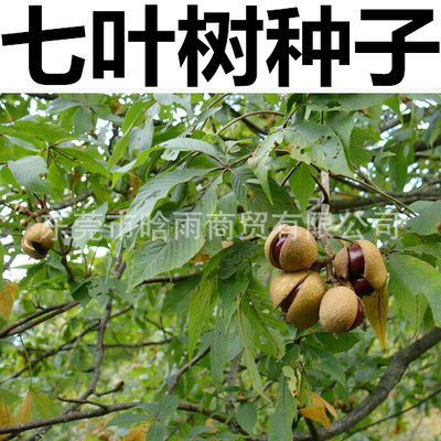 批发七叶树种子梭椤树 梭椤子 天师栗 开心果白花七叶树林木种籽