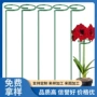植物固定架支撑月季