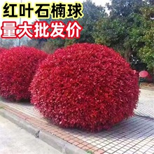 红叶石楠球树苗室外庭院别墅地栽工程绿化苗四季耐寒好养活带土球