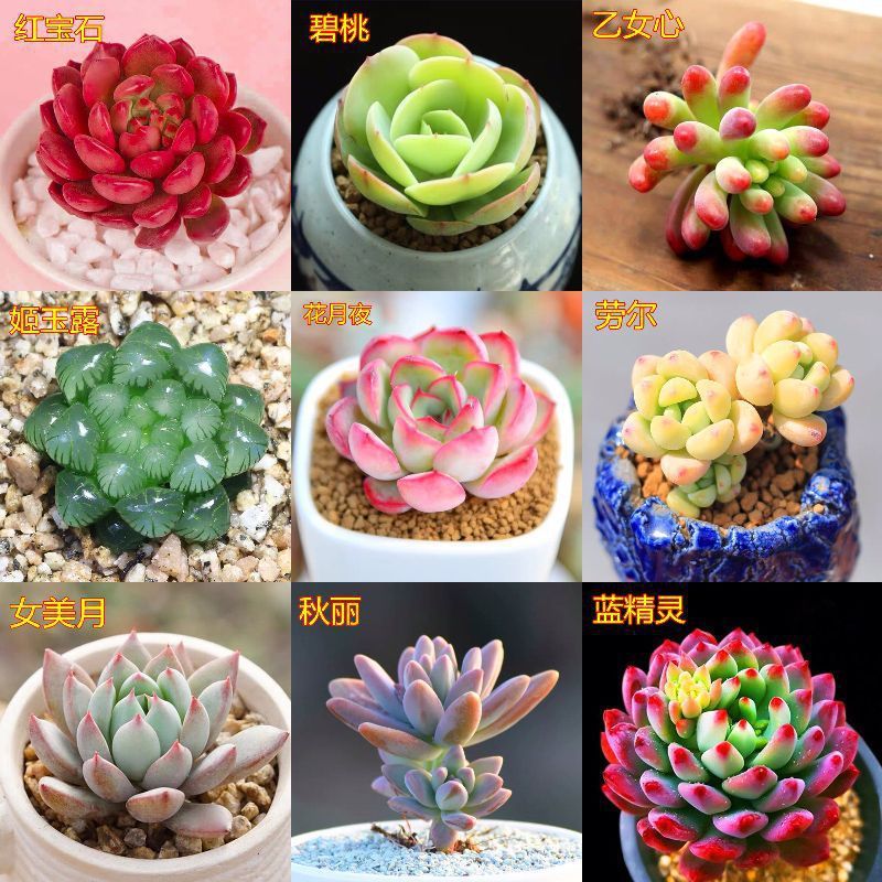 多肉植物卸売鉢植え組み合わせ花屋内ルビーエデナス高級多肉植物ガーデニング|undefined