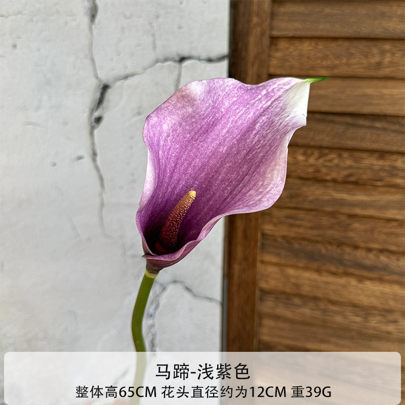 연한 보라색