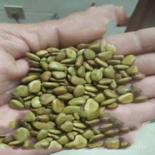 ɢ�b����P�N�� ���P��͐�����S�����S�� �P͐�s���t�����N�����l