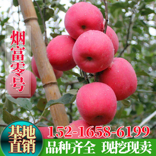 �޽Ӽt��ʿ�O�������Ϸ������Nֲ��Ʒ�N���ԟ���10̖����8������