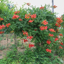 ������������ֲ���ļ��_���ܴ���Gֲ����ͥԺ�̨��Ԯ���G����ľ