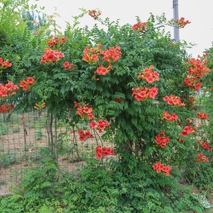 Lingxiao Flower Seedlings Climbing Vine Plants Four-Season Blooming Florals Large Seedlings Green Plants Potted Courtyard Balcony Climbing Flower Greening Seedlings