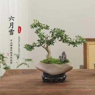 June Snow Bonsai Cliff White Flower Tea Table Zen Indoor Window Sill Small Green Plant Office Coffee Table Desktop Potted Plant