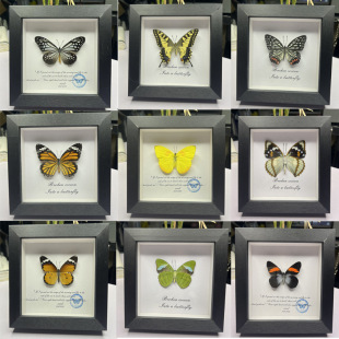 Imperial Selection Butterfly Specimen Real Butterfly Specimen Teaching Home Decoration Wedding Birthday Gift Special Gift