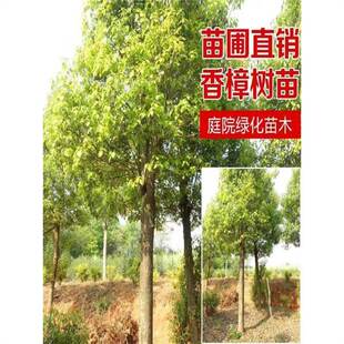 Camphor Saplings, Large Trees, Large and Small Leaves, Mosquito Repellent and Insect Repellent, Evergreen in All Seasons, Cold-Resistant Large-Scale Engineering Greening Seedlings in the North and South