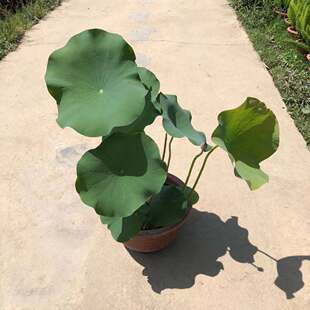 ������ֱ����350#�ɻ�������ˮ�Bɏ�������^�pˮ��ֲ��˯ɏ��ɏ