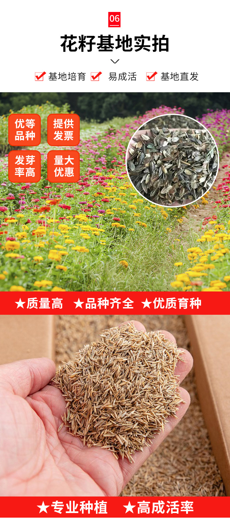 【花卉种子大全】太阳花种子波斯菊种子野花组合家庭工程园艺种子-阿里巴巴