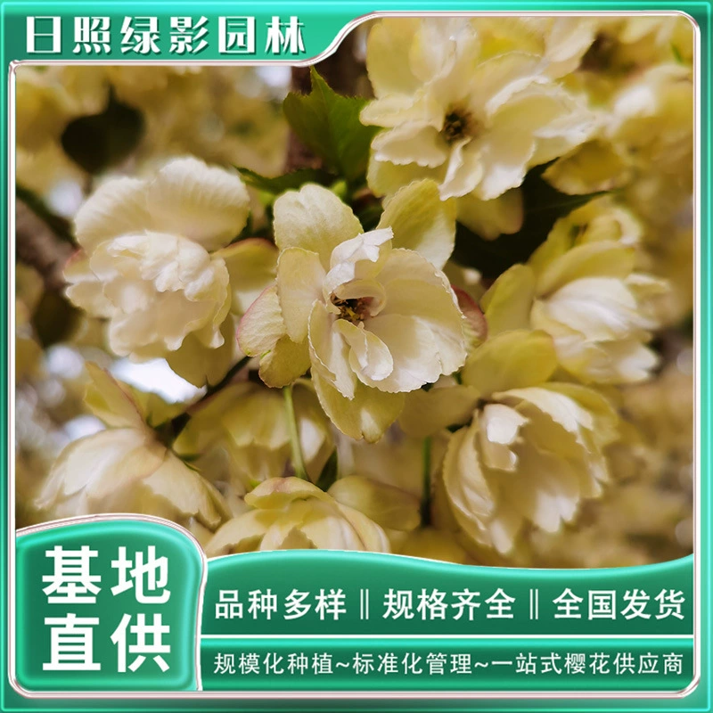 8 Сколько стоит тюльпан саженец вишни? Зеленый теневой сад аутентичный Тюльпан Вишневый саженец выращивания происхождения