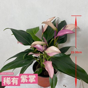 ϡ�������R���������-ˮ��ˮ�B�����k���������ļ��_���҃ȼt��