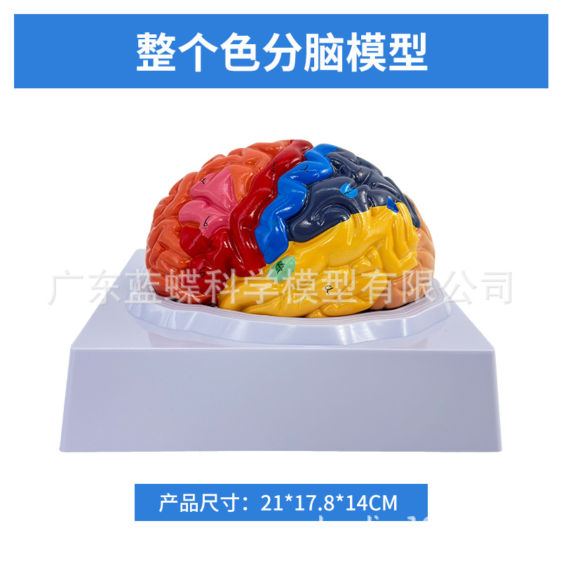 ��ѧ������ģ���Է������ܷ�����Ƥ�ʱ걾��ɫ��ģ�ʹ���Ƥ��̾�