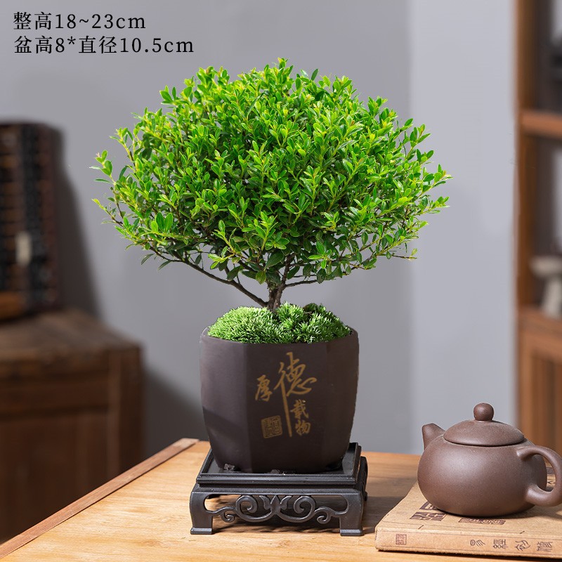 작은잎주목 + 육각형 도덕물통 + 수지사각트레이 + 비료 [무료이끼]