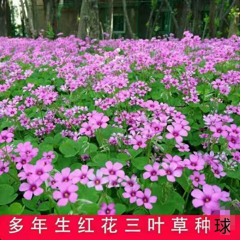 Семена Зеленого Газона Семена Белого Клевера Семена Красного Клевера Четыре Сезона Многолетние Открытый Семена Травы