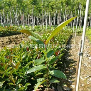 Base Direct Sales of Snake Wood, Tree Fern, Vietnamese Stem-Hugging Tea, Moringa Oleifera, Elephant Leg Tree, Greening Seedlings Quotation