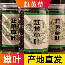 正古蔺野生特级赶黄草中药材转氨酶益肝茶四川赶黄草茶搭赶黄花