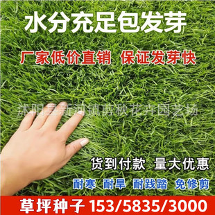 Lawn Grass Seeds, Tall Fescue, Bermudagrass, Slope Protection Seeds, Four-Season Evergreen Courtyard Greening Grass Seeds, Turf