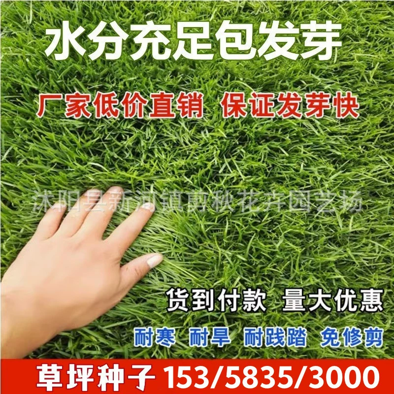 Дерн семена травы Festuca arundinacea Бермудские облицовки семена вечнозеленые круглый год двор озеленение трава