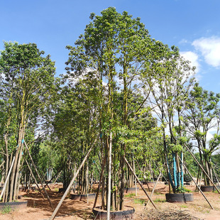 ����ֱ�����������㙴���Ә���U���^�����𻨞���G���L�������l