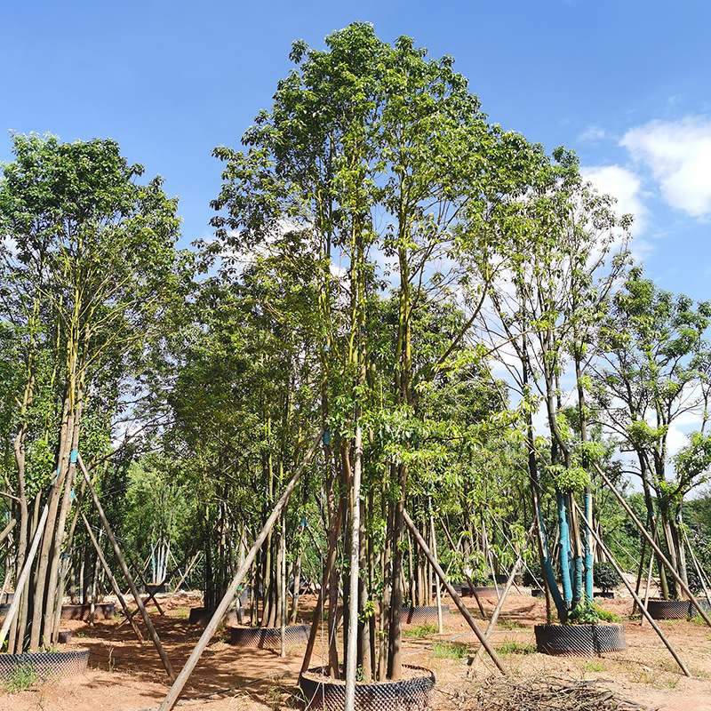 基地直供丛生香泡香橼柚子树多杆多头香樟桂花乌桕绿化风景树批发