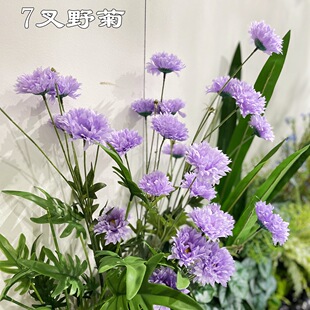 ��ɫ��˹�ջ�c���S�� 7��Ұ�� ��@�L�黨�Ҿӻ�Y�bٻ����l