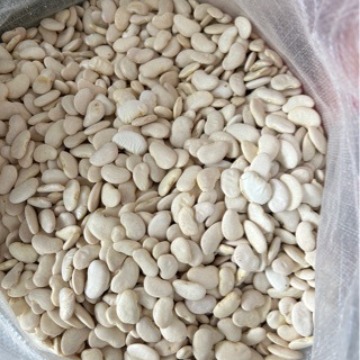 批发白云豆大白豆