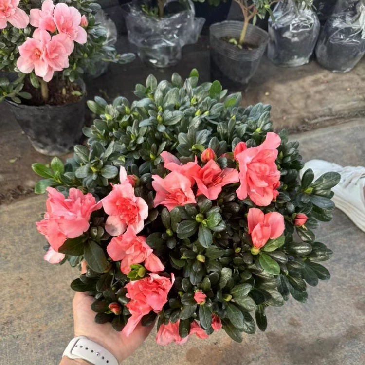 Синяя снежинка, Розмарин, Спаржа, Маргарета, Красная папороть, Золотая ива, Гипсофила, Рододендрон