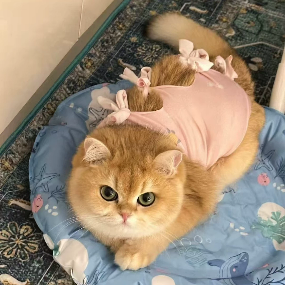 Одежда для стерилизации кошек, ультратонкая дышащая хирургическая одежда, одежда для отлучения от груди, ремни против лизания и выпадения, оптовая продажа производителей одежды для домашних животных