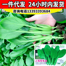 上海鸡毛菜油菜种子四季菜园厂家批发速生青梗菜鸡毛菜上海青菜籽