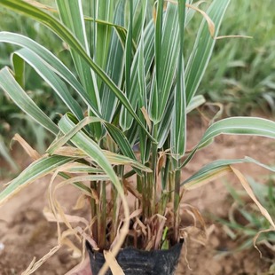 Jade Belt Grass Ornamental Plant Ribbon Grass Cup Seedling Base Price Qingzhou Base Jade Belt Grass Open-Air Cup Seedling