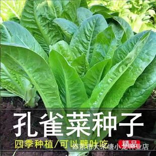 ��ȸ�˷N�����Դ���ߠI�B�ļ��_�Rֱ�����˷N�������̨�߲˷N��