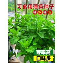 ���ɷN�ӷN�ѿ�ʳ���҃�ֲ����òݱ����~���Ի��ܱ�����N���ѷN